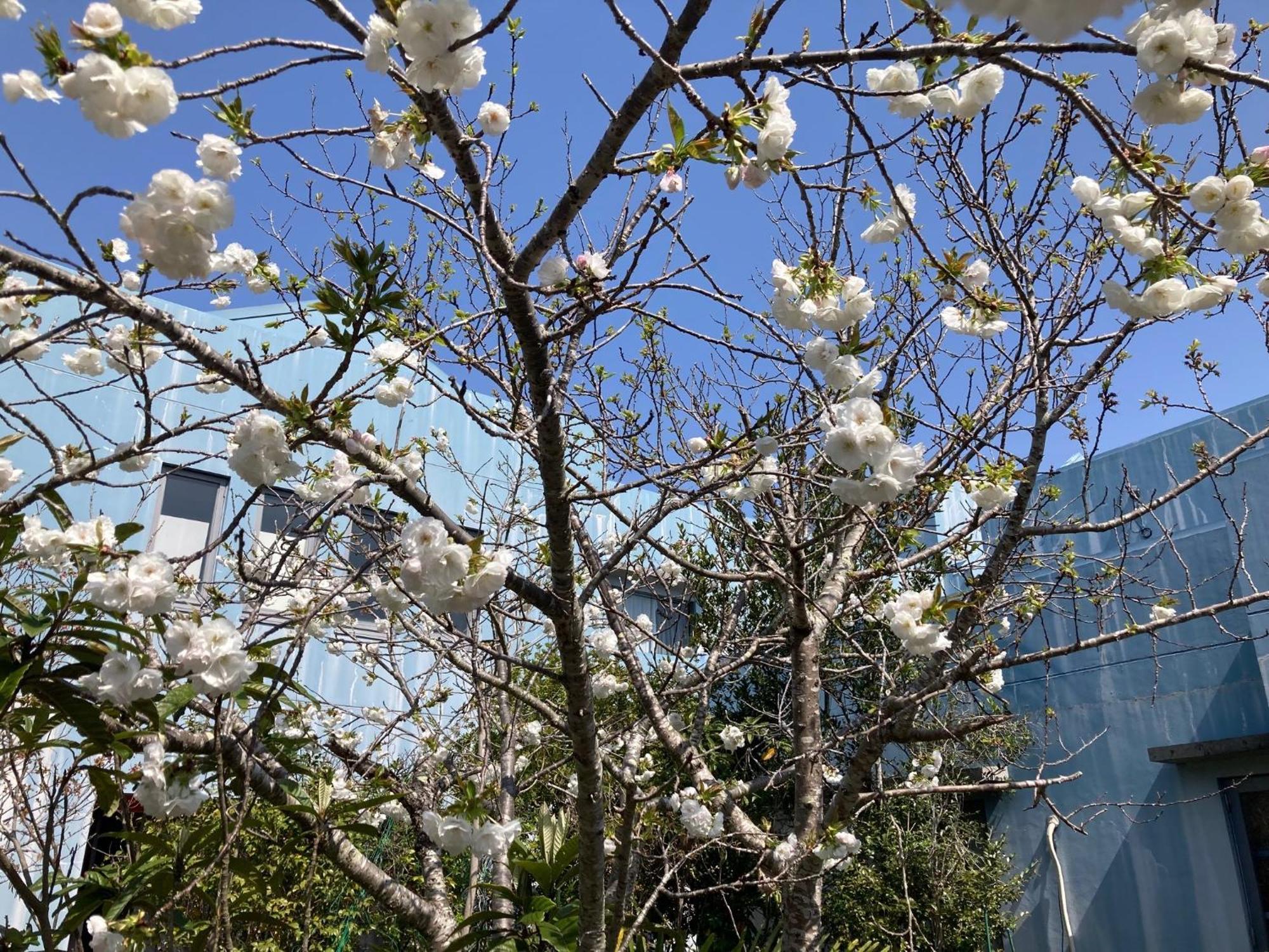 Narita Airport Samurai Hostel Kujukuri Eksteriør billede